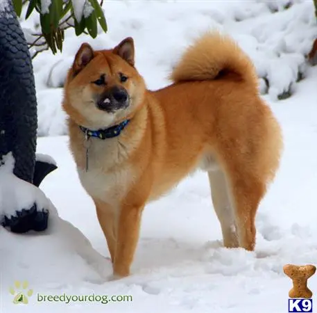 Shiba Inu stud dog